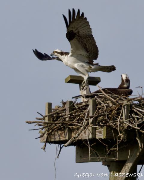  May 24, 2025 9:18 AM, Canon EOS R7, RF200-800mm F6.3-9 IS USM + EXTENDER RF2x, 1140mm, f/18.0, 1/3200s, ISO 2500, Gregor von Laszewski