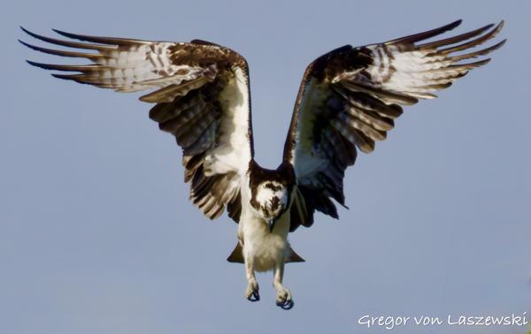  May 24, 2025 9:24 AM, Canon EOS R7, RF200-800mm F6.3-9 IS USM + EXTENDER RF2x, 1344mm, f/20.0, 1/3200s, ISO 2500, Gregor von Laszewski