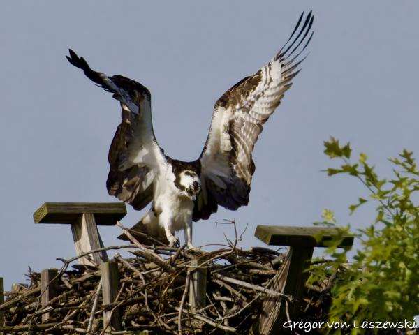  May 24, 2025 9:24 AM, Canon EOS R7, RF200-800mm F6.3-9 IS USM + EXTENDER RF2x, 1344mm, f/20.0, 1/3200s, ISO 2500, Gregor von Laszewski