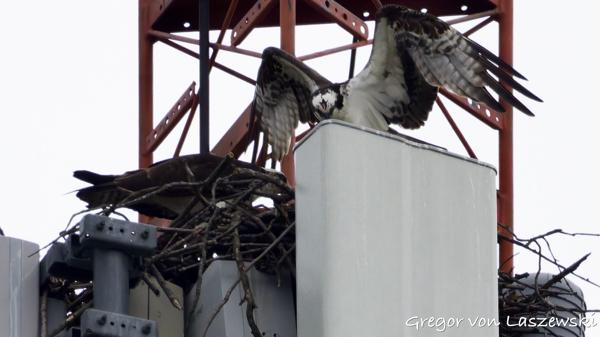 Monroe Lake Osprey Watch 05-28-2025