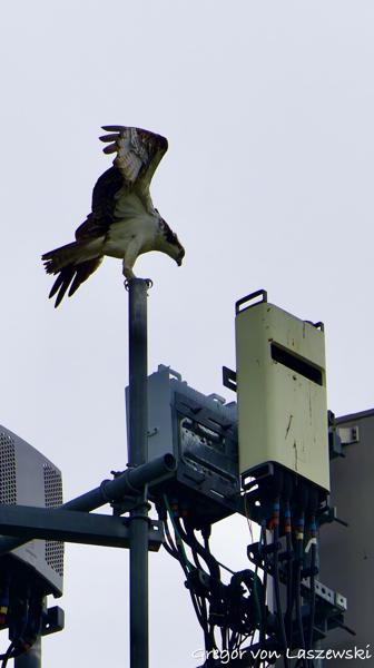  May 28, 2025 3:29 PM, Canon EOS R7, RF200-800mm F6.3-9 IS USM, 800mm, f/9.0, 1/3200s, ISO 1250, Gregor von Laszewski