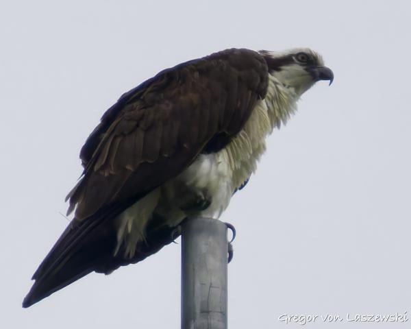  May 28, 2025 3:49 PM, Canon EOS R7, RF200-800mm F6.3-9 IS USM + EXTENDER RF2x, 1600mm, f/20.0, 1/3200s, ISO 4000, Gregor von Laszewski