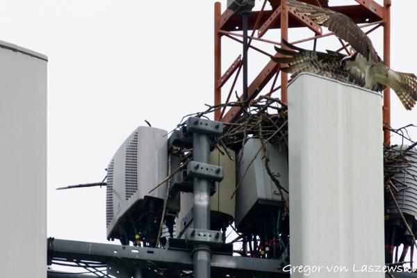  May 28, 2025 3:50 PM, Canon EOS R7, RF200-800mm F6.3-9 IS USM + EXTENDER RF2x, 1600mm, f/18.0, 1/3200s, ISO 8000, Gregor von Laszewski