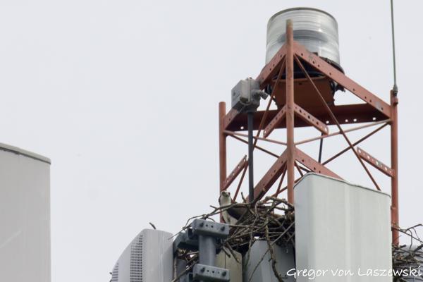  May 28, 2025 3:53 PM, Canon EOS R7, RF200-800mm F6.3-9 IS USM + EXTENDER RF2x, 1600mm, f/20.0, 1/3200s, ISO 5000, Gregor von Laszewski