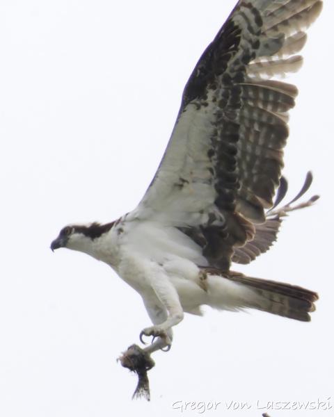  May 28, 2025 3:54 PM, Canon EOS R7, RF200-800mm F6.3-9 IS USM + EXTENDER RF2x, 1600mm, f/20.0, 1/3200s, ISO 8000, Gregor von Laszewski