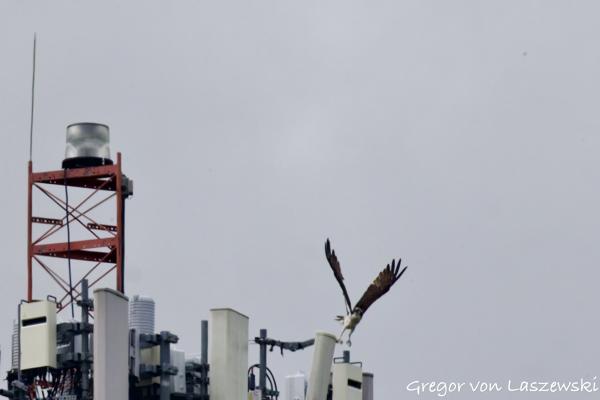  May 28, 2025 4:01 PM, Canon EOS R7, RF200-800mm F6.3-9 IS USM + EXTENDER RF2x, 1600mm, f/20.0, 1/3200s, ISO 8000, Gregor von Laszewski