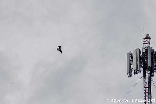  May 28, 2025 4:02 PM, Canon EOS R7, RF200-800mm F6.3-9 IS USM + EXTENDER RF2x, 400mm, f/14.0, 1/3200s, ISO 3200, Gregor von Laszewski