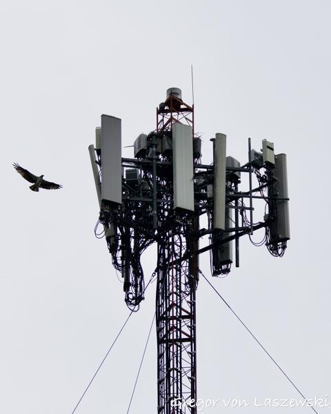  May 28, 2025 3:27 PM, Canon EOS R7, RF200-800mm F6.3-9 IS USM, 200mm, f/7.1, 1/3200s, ISO 800, Gregor von Laszewski