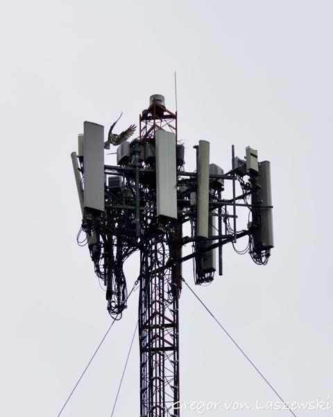  May 28, 2025 3:27 PM, Canon EOS R7, RF200-800mm F6.3-9 IS USM, 200mm, f/7.1, 1/3200s, ISO 800, Gregor von Laszewski