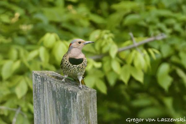 Monroe Lake Osprey Watch 05-29-2025