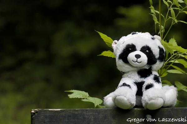  May 29, 2025 12:04 PM, Canon EOS R7, RF100-500mm F4.5-7.1 L IS USM + EXTENDER RF2x, 600mm, f/14.0, 1/3200s, ISO 25600, Gregor von Laszewski