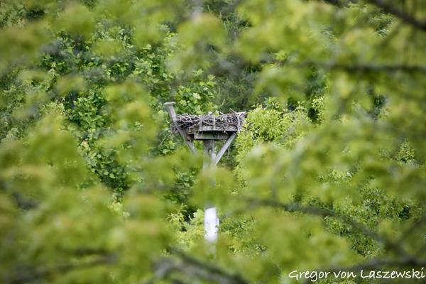  May 29, 2025 12:06 PM, Canon EOS R7, RF100-500mm F4.5-7.1 L IS USM + EXTENDER RF2x, 600mm, f/14.0, 1/3200s, ISO 20000, Gregor von Laszewski