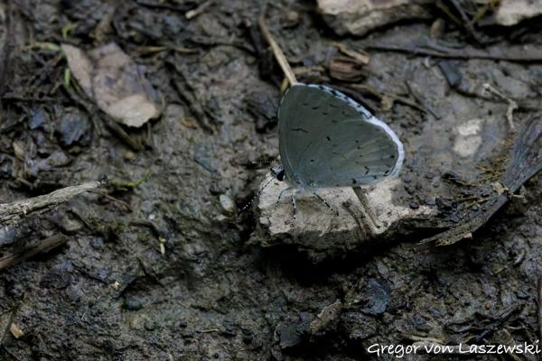  May 29, 2025 12:07 PM, Canon EOS R7, RF100-500mm F4.5-7.1 L IS USM + EXTENDER RF2x, 600mm, f/14.0, 1/3200s, ISO 25600, Gregor von Laszewski