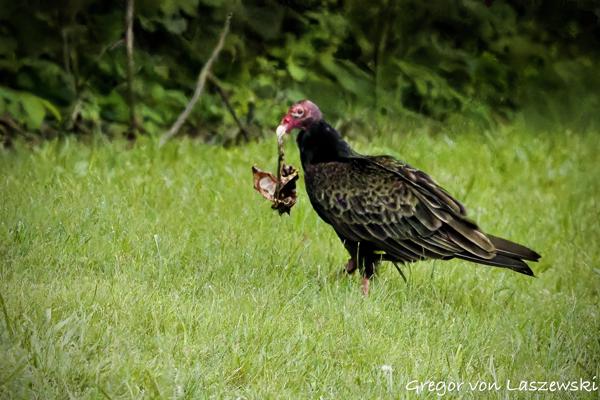 May 29, 2025 12:19 PM, Canon EOS R7, RF100-500mm F4.5-7.1 L IS USM, 500mm, f/14.0, 1/3200s, ISO 25600, Gregor von Laszewski