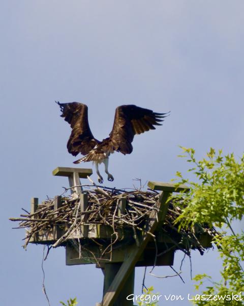  May 29, 2025 10:56 AM, Canon EOS R7, RF100-500mm F4.5-7.1 L IS USM + EXTENDER RF2x, 1000mm, f/14.0, 1/3200s, ISO 2500, Gregor von Laszewski