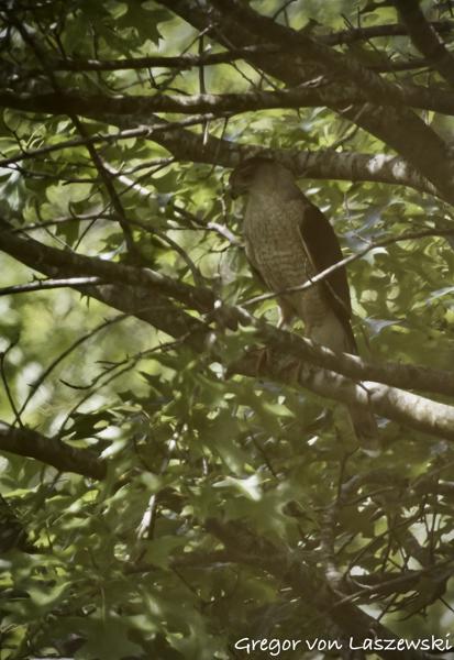  May 29, 2025 11:46 AM, Canon EOS R7, RF100-500mm F4.5-7.1 L IS USM + EXTENDER RF2x, 1000mm, f/14.0, 1/3200s, ISO 12800, Gregor von Laszewski