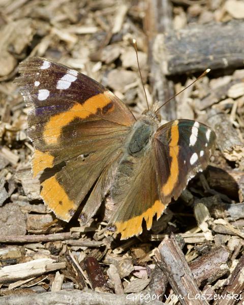  May 29, 2025 11:53 AM, Canon EOS R7, RF100-500mm F4.5-7.1 L IS USM + EXTENDER RF2x, 600mm, f/14.0, 1/3200s, ISO 5000, Gregor von Laszewski