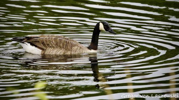  May 30, 2025 1:58 PM, Canon EOS R7, RF100-500mm F4.5-7.1 L IS USM, 500mm, f/14.0, 1/3200s, ISO 25600, Gregor von Laszewski