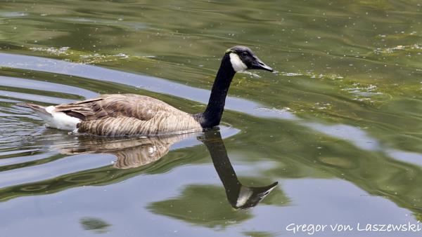  May 30, 2025 2:23 PM, Canon EOS R7, RF100-500mm F4.5-7.1 L IS USM, 500mm, f/7.1, 1/3200s, ISO 4000, Gregor von Laszewski