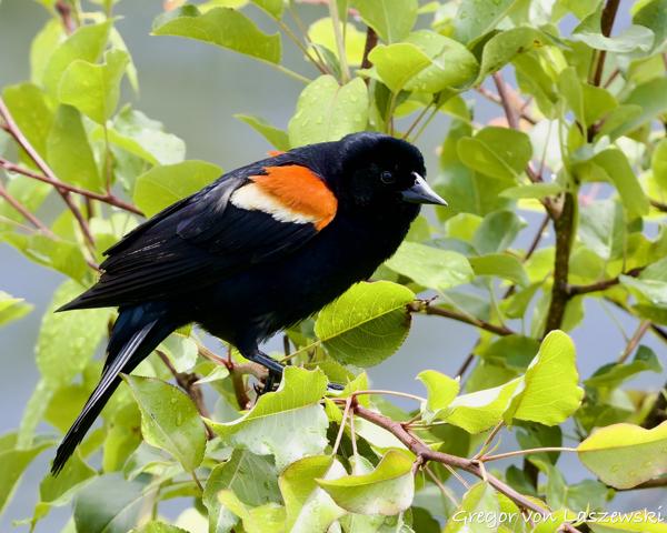  May 30, 2025 2:24 PM, Canon EOS R7, RF100-500mm F4.5-7.1 L IS USM, 500mm, f/8.0, 1/3200s, ISO 4000, Gregor von Laszewski