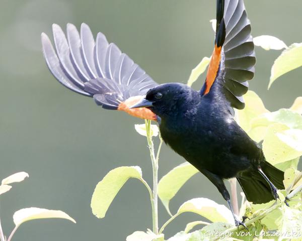  May 30, 2025 2:24 PM, Canon EOS R7, RF100-500mm F4.5-7.1 L IS USM, 500mm, f/7.1, 1/3200s, ISO 16000, Gregor von Laszewski