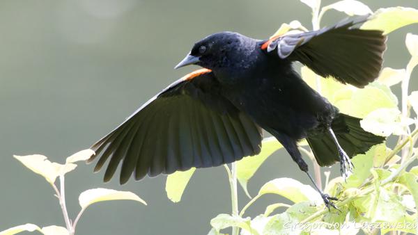  May 30, 2025 2:24 PM, Canon EOS R7, RF100-500mm F4.5-7.1 L IS USM, 500mm, f/7.1, 1/3200s, ISO 16000, Gregor von Laszewski
