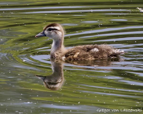  May 30, 2025 2:28 PM, Canon EOS R7, RF100-500mm F4.5-7.1 L IS USM, 500mm, f/7.1, 1/1000s, ISO 800, Gregor von Laszewski