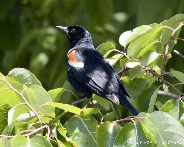  May 30, 2025 2:53 PM, Canon EOS R7, RF100-500mm F4.5-7.1 L IS USM, 500mm, f/7.1, 1/1000s, ISO 1600, Gregor von Laszewski