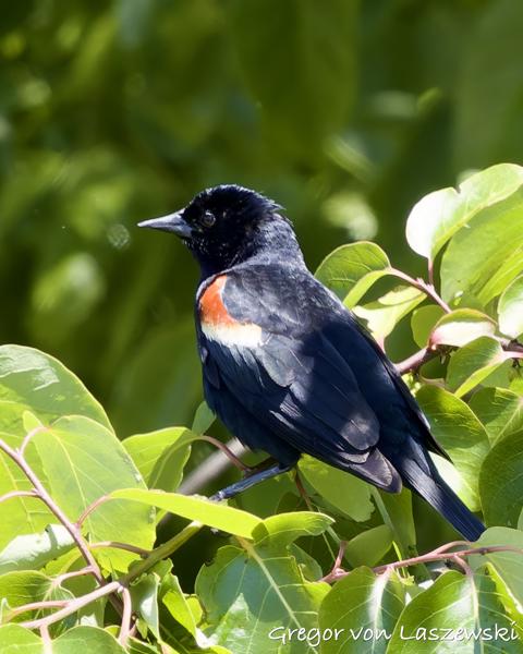  May 30, 2025 2:53 PM, Canon EOS R7, RF100-500mm F4.5-7.1 L IS USM, 500mm, f/7.1, 1/1000s, ISO 1600, Gregor von Laszewski