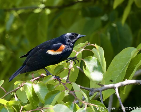  May 30, 2025 2:53 PM, Canon EOS R7, RF100-500mm F4.5-7.1 L IS USM, 500mm, f/7.1, 1/1000s, ISO 1600, Gregor von Laszewski