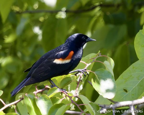  May 30, 2025 2:53 PM, Canon EOS R7, RF100-500mm F4.5-7.1 L IS USM, 500mm, f/7.1, 1/1000s, ISO 2000, Gregor von Laszewski