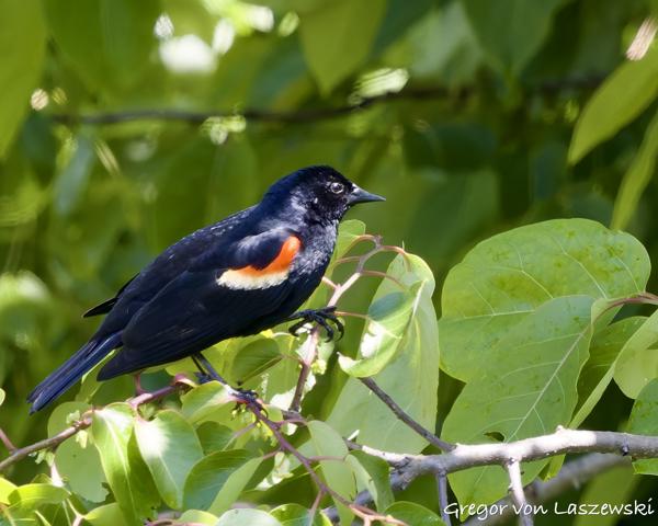 May 30, 2025 2:53 PM, Canon EOS R7, RF100-500mm F4.5-7.1 L IS USM, 500mm, f/7.1, 1/1000s, ISO 2000, Gregor von Laszewski