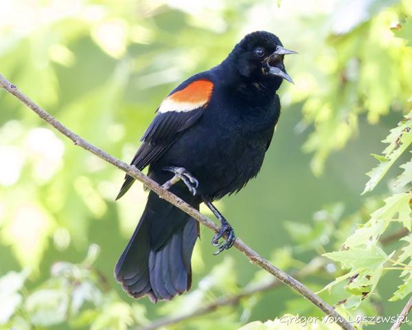  May 30, 2025 3:02 PM, Canon EOS R7, RF100-500mm F4.5-7.1 L IS USM, 500mm, f/7.1, 1/1600s, ISO 10000, Gregor von Laszewski