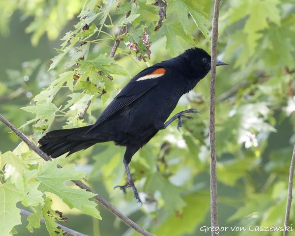  May 30, 2025 3:02 PM, Canon EOS R7, RF100-500mm F4.5-7.1 L IS USM, 500mm, f/7.1, 1/1600s, ISO 6400, Gregor von Laszewski