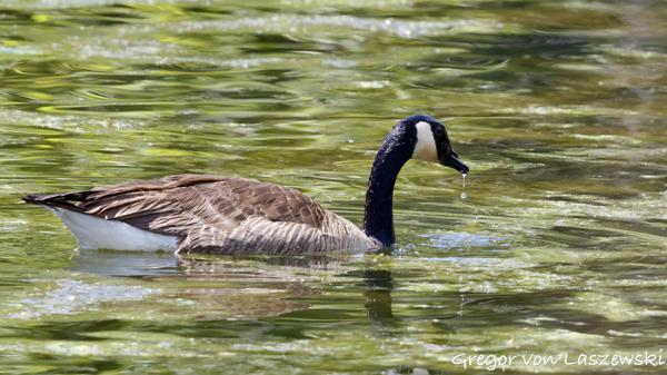  May 30, 2025 3:18 PM, Canon EOS R7, RF100-500mm F4.5-7.1 L IS USM, 500mm, f/7.1, 1/1600s, ISO 1250, Gregor von Laszewski