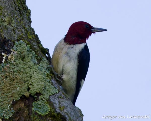  May 30, 2025 3:54 PM, Canon EOS R7, RF100-500mm F4.5-7.1 L IS USM, 500mm, f/7.1, 1/1600s, ISO 1000, Gregor von Laszewski