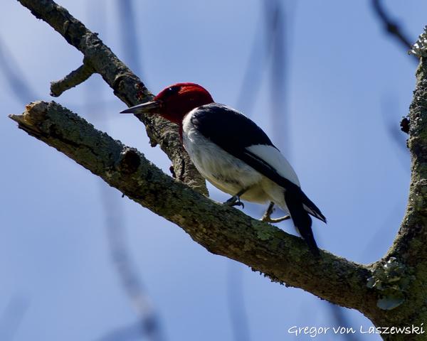  May 30, 2025 3:55 PM, Canon EOS R7, RF100-500mm F4.5-7.1 L IS USM, 500mm, f/7.1, 1/1600s, ISO 400, Gregor von Laszewski