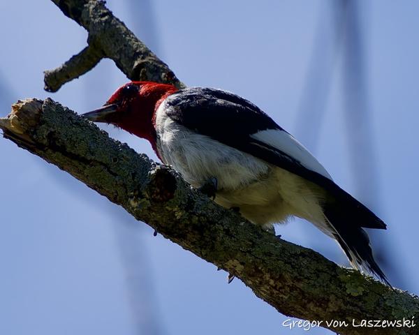  May 30, 2025 3:55 PM, Canon EOS R7, RF100-500mm F4.5-7.1 L IS USM, 500mm, f/7.1, 1/1600s, ISO 320, Gregor von Laszewski