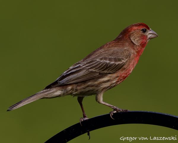  June 3, 2025 6:32 PM, Canon EOS R7, RF100-500mm F4.5-7.1 L IS USM, 500mm, f/7.1, 1/2500s, ISO 640, Gregor von Laszewski