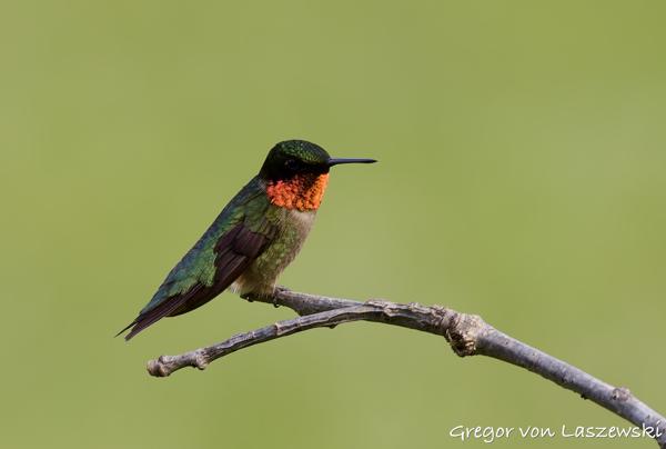  June 3, 2025 6:36 PM, Canon EOS R7, RF100-500mm F4.5-7.1 L IS USM, 500mm, f/7.1, 1/250s, ISO 250, Gregor von Laszewski