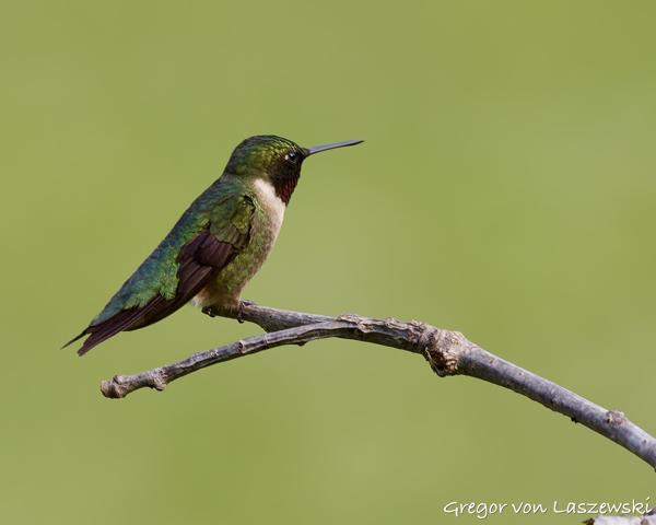  June 3, 2025 6:36 PM, Canon EOS R7, RF100-500mm F4.5-7.1 L IS USM, 500mm, f/7.1, 1/250s, ISO 250, Gregor von Laszewski