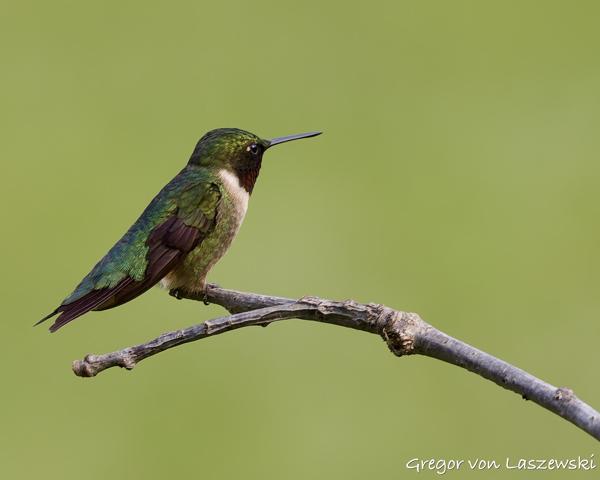  June 3, 2025 6:36 PM, Canon EOS R7, RF100-500mm F4.5-7.1 L IS USM, 500mm, f/7.1, 1/250s, ISO 250, Gregor von Laszewski