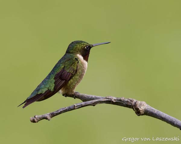  June 3, 2025 6:36 PM, Canon EOS R7, RF100-500mm F4.5-7.1 L IS USM, 500mm, f/7.1, 1/250s, ISO 250, Gregor von Laszewski