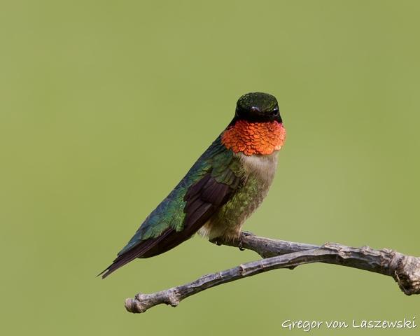  June 3, 2025 6:36 PM, Canon EOS R7, RF100-500mm F4.5-7.1 L IS USM, 500mm, f/7.1, 1/250s, ISO 250, Gregor von Laszewski