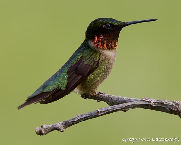 Hummingbird 06-03-2025