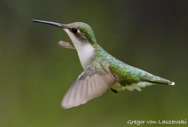  June 3, 2025 6:40 PM, Canon EOS R7, RF200-800mm F6.3-9 IS USM, 742mm, f/9.0, 1/8000s, ISO 25600, Gregor von Laszewski