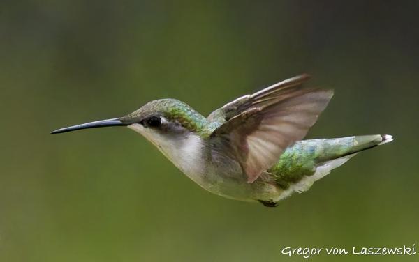  June 3, 2025 6:40 PM, Canon EOS R7, RF200-800mm F6.3-9 IS USM, 742mm, f/9.0, 1/8000s, ISO 25600, Gregor von Laszewski