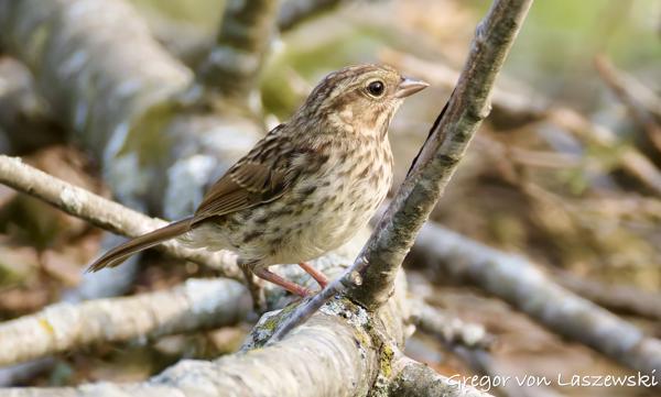  June 3, 2025 6:56 PM, Canon EOS R7, RF200-800mm F6.3-9 IS USM, 800mm, f/9.0, 1/3200s, ISO 5000, Gregor von Laszewski