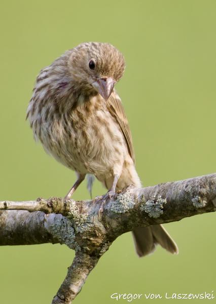  June 3, 2025 6:56 PM, Canon EOS R7, RF200-800mm F6.3-9 IS USM, 800mm, f/9.0, 1/3200s, ISO 5000, Gregor von Laszewski