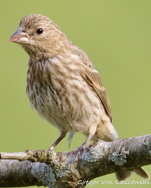  June 3, 2025 6:56 PM, Canon EOS R7, RF200-800mm F6.3-9 IS USM, 800mm, f/9.0, 1/3200s, ISO 5000, Gregor von Laszewski